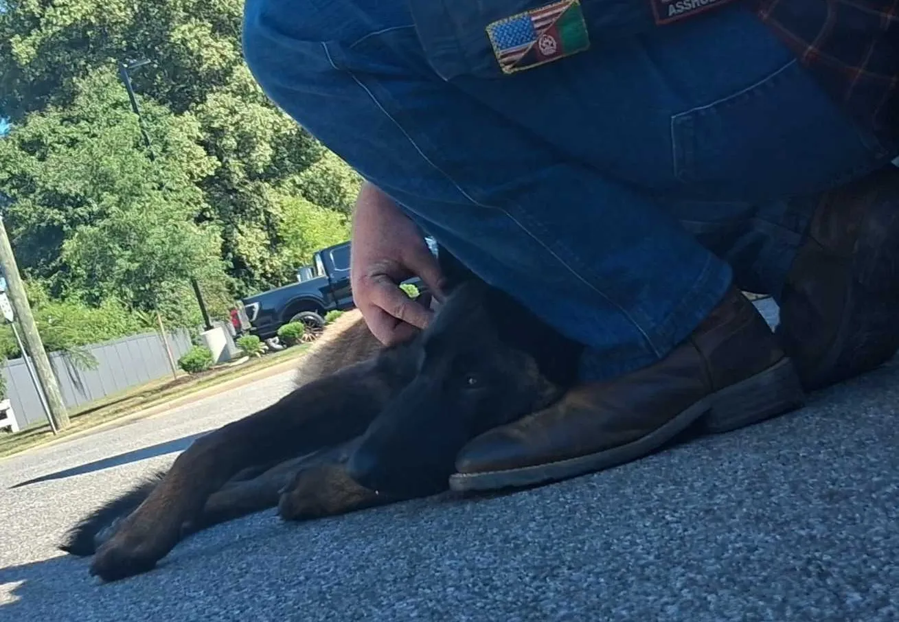 Benefits of Service Dogs